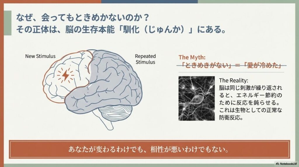 脳のイラスト。新しい刺激（New Stimulus）には反応するが、繰り返される刺激（Repeated Stimulus）にはエネルギー節約のため反応を鈍らせる「馴化」という防衛反応を説明している。